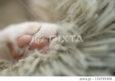 可愛い猫の手 可愛い猫の手 139795906