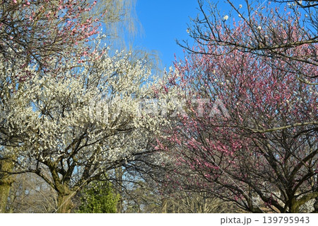 大室公園の梅林 大室公園の梅林 139795943
