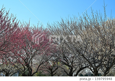 大室公園の梅林 139795948