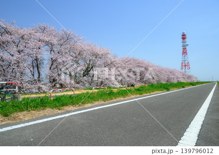 桜満開の利根川サイクリングロード　坂東大橋付近群馬側 139796012