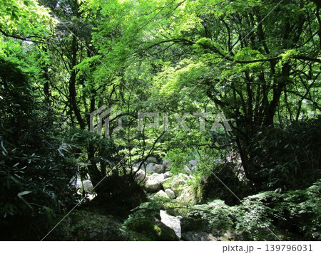 大分県竹田市、白水の滝に向かう道中の美しい新緑の風景 大分県竹田市、白水の滝に向かう道中の美しい新緑の風景 139796031