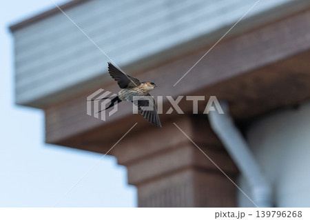 コシアカツバメ 139796268