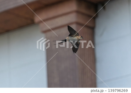 コシアカツバメ コシアカツバメ 139796269