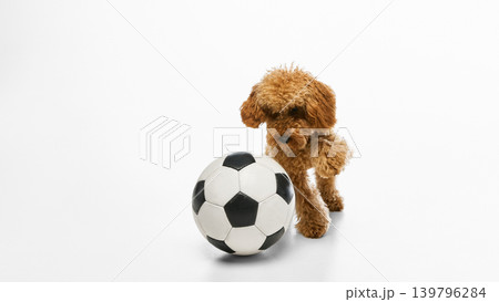 Brown poodle playing with soccer ball on white studio background. 139796284