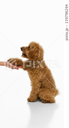 Obedient brown poodle giving paw to human hand on white background. Obedient brown poodle giving paw to human hand on white background. 139796294