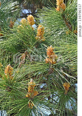 樹木:クロマツ マツ科 樹木:クロマツ マツ科 139796317