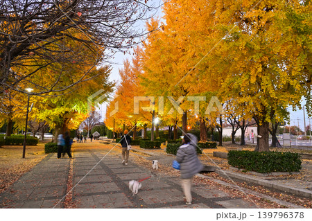 本庄総合公園のイチョウ並木ライトアップ 本庄総合公園のイチョウ並木ライトアップ 139796378