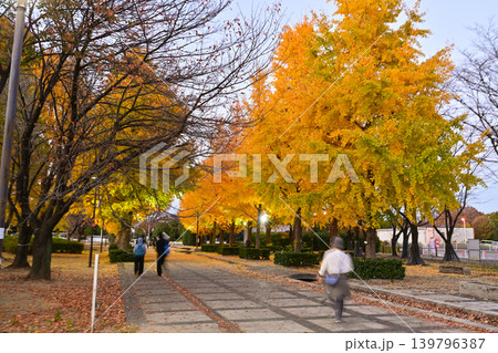 本庄総合公園のイチョウ並木ライトアップ 本庄総合公園のイチョウ並木ライトアップ 139796387