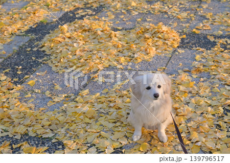 本庄総合公園のイチョウ並木と犬 本庄総合公園のイチョウ並木と犬 139796517