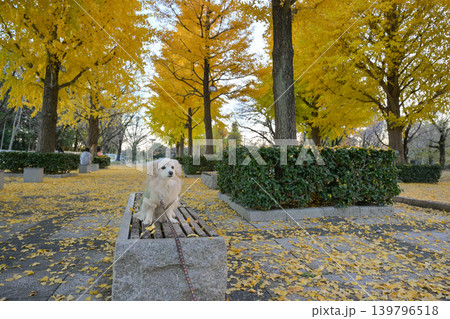 本庄総合公園のイチョウ並木と犬 本庄総合公園のイチョウ並木と犬 139796518
