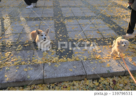 本庄総合公園のイチョウ並木と犬 139796531