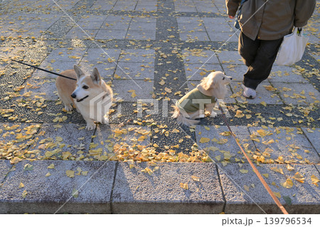 本庄総合公園のイチョウ並木と犬 本庄総合公園のイチョウ並木と犬 139796534