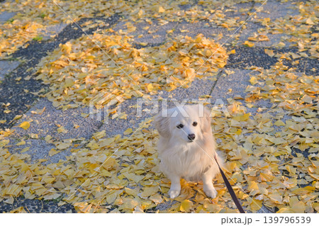 本庄総合公園のイチョウ並木と犬 本庄総合公園のイチョウ並木と犬 139796539