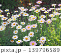 早朝の花壇に映えるマーガレット 139796589