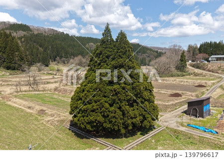 トトロの木鮭川村 田園地帯にそびえる巨大な一本杉を斜め俯瞰した空撮写真 139796617