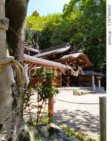初夏の尾張多賀神社 パワースポット 初夏の尾張多賀神社 パワースポット 139796669