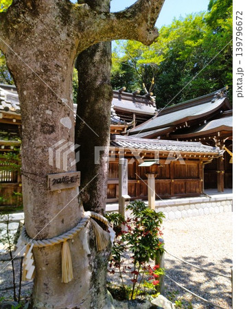 初夏の尾張多賀神社 パワースポット 初夏の尾張多賀神社 パワースポット 139796672