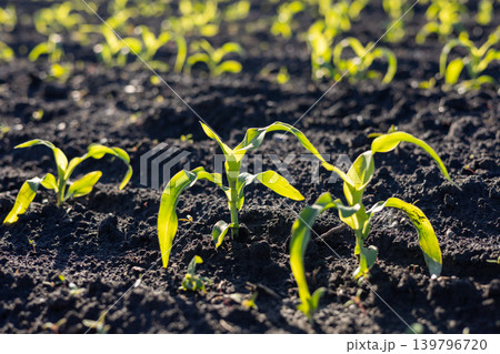 Small corn sprouts emerge from dark soil under sunlight, showing growth in a field during a bright day 139796720
