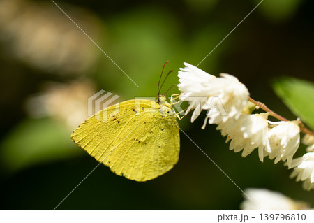 白いウツギの花で吸蜜するモンキチョウ 白いウツギの花で吸蜜するモンキチョウ 139796810