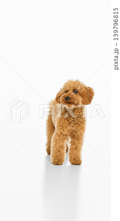 Fluffy brown poodle standing on white studio background with copy space. Fluffy brown poodle standing on white studio background with copy space. 139796815