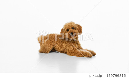Brown poodle lying on white studio floor with curious look. Brown poodle lying on white studio floor with curious look. 139796816