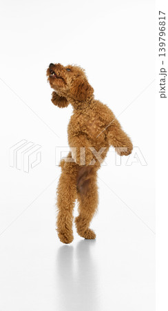 Playful brown poodle jumping on white studio background. Playful brown poodle jumping on white studio background. 139796817