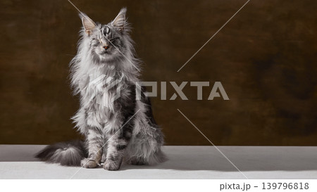 Silver maine coon cat sitting with closed eyes against warm brown background. 139796818