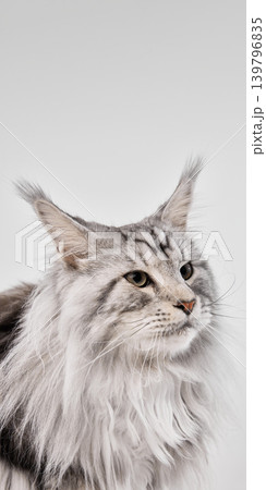 Silver maine coon cat resting on white studio background with calm curious look Silver maine coon cat resting on white studio background with calm curious look 139796835