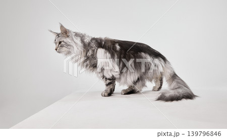 Side view of large silver Maine Coon cat standing on white studio platform 139796846