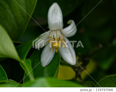 ナツミカンの花咲くころ ナツミカンの花咲くころ 139797066