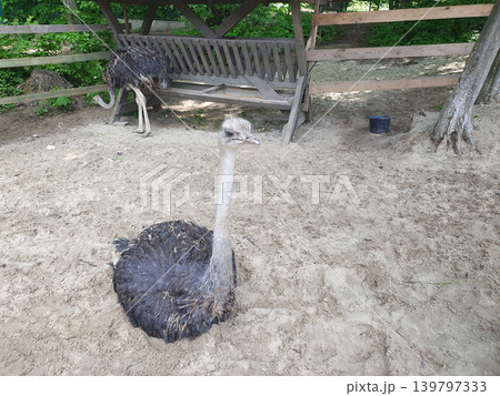 African ostrich lying on the sand in the ecopark enclosure. Large bird with a long neck close-up African ostrich lying on the sand in the ecopark enclosure. Large bird with a long neck close-up 139797333