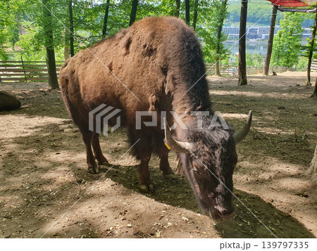 Majestic European bison in a natural park enclosure. Powerful bison with large horns close-up Majestic European bison in a natural park enclosure. Powerful bison with large horns close-up 139797335