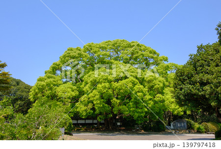 神戸市の須磨離宮公園にある大クスノキ 神戸市の須磨離宮公園にある大クスノキ 139797418