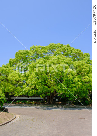 神戸市の須磨離宮公園にある大クスノキ 神戸市の須磨離宮公園にある大クスノキ 139797420