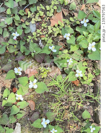 道路端のドクダミなどの野草を真俯瞰で撮る 139797563