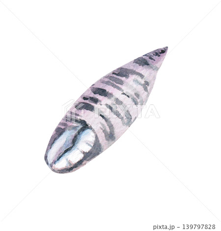 An elongated striped seashell. This isolated watercolor illustration is perfect for designs related to beach holidays, the sea, and natural materials, as well as for textiles, postcards,souvenirs. An elongated striped seashell. This isolated watercolor illustration is perfect for designs related to beach holidays, the sea, and natural materials, as well as for textiles, postcards,souvenirs. 139797828