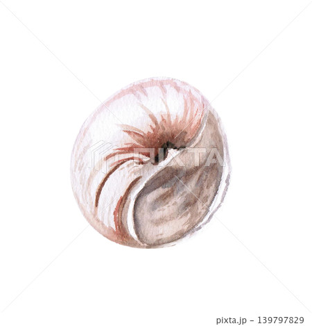A swirling seashell. This isolated watercolor illustration is perfect for designs related to beach holidays, the sea, and natural materials, as well as for textiles, postcards, and souvenirs. A swirling seashell. This isolated watercolor illustration is perfect for designs related to beach holidays, the sea, and natural materials, as well as for textiles, postcards, and souvenirs. 139797829