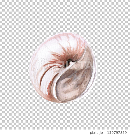 A swirling seashell. This isolated watercolor illustration is perfect for designs related to beach holidays, the sea, and natural materials, as well as for textiles, postcards, and souvenirs. A swirling seashell. This isolated watercolor illustration is perfect for designs related to beach holidays, the sea, and natural materials, as well as for textiles, postcards, and souvenirs. 139797829