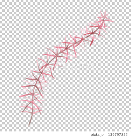 A branch of pink seaweed shaped like a spruce tree. This isolated watercolor illustration is suitable for nature- and ecology-related designs, as well as for cards, textiles, and decorative elements. A branch of pink seaweed shaped like a spruce tree. This isolated watercolor illustration is suitable for nature- and ecology-related designs, as well as for cards, textiles, and decorative elements. 139797835