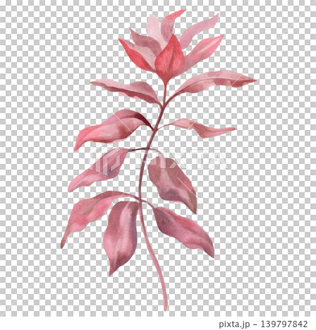 Dark seaweed. This isolated watercolor illustration is suitable for nature, ecology, and floral designs, as well as for cards, textiles, and decorative elements. Dark seaweed. This isolated watercolor illustration is suitable for nature, ecology, and floral designs, as well as for cards, textiles, and decorative elements. 139797842