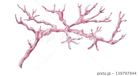 A curved coral branch. This isolated watercolor illustration is perfect for branding, themed parties, interior design, and advertising of home goods, jewelry, and souvenirs. 139797844
