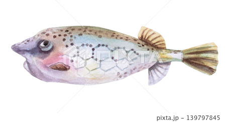 Sea fish with a decorative pattern. Isolated watercolor illustration of a sea creature for children's books, greeting cards, themed parties, and designs related to the sea, ocean, and nature. 139797845