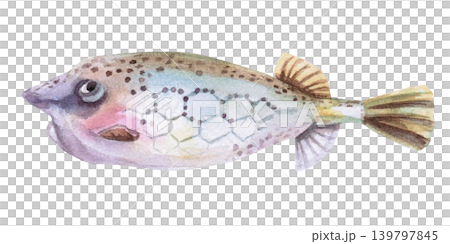 Sea fish with a decorative pattern. Isolated watercolor illustration of a sea creature for children's books, greeting cards, themed parties, and designs related to the sea, ocean, and nature. 139797845