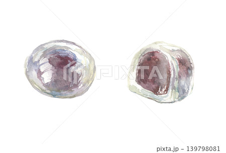 葛饅頭の水彩イラストセット 葛饅頭の水彩イラストセット 139798081