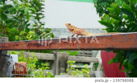 Oriental Garden Lizard Perched on Rusty Iron Fence in Backyard Oriental Garden Lizard Perched on Rusty Iron Fence in Backyard 139798088