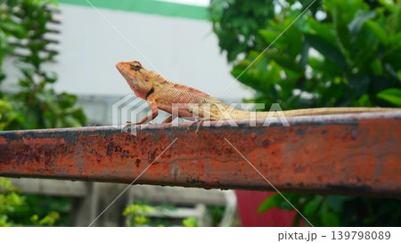 Close up of Oriental Garden Lizard Perched on Rusty Iron Fence in Backyard Close up of Oriental Garden Lizard Perched on Rusty Iron Fence in Backyard 139798089