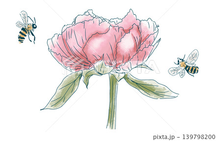 牡丹の花とミツバチのスケッチ 139798200