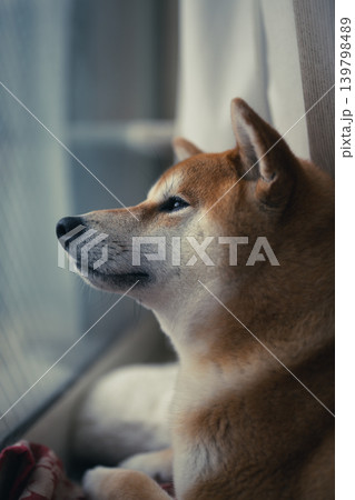 窓辺の柴犬 139798489