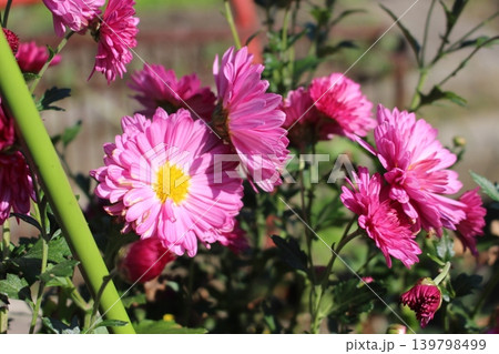 赤い菊 赤い菊 139798499