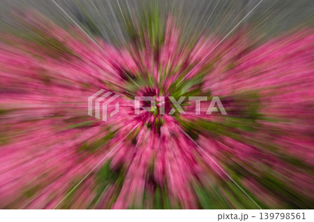 ツツジのICM 139798561